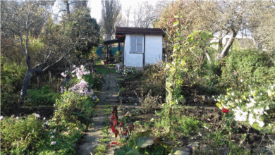 Between mainstream and alternative household food practices: exploring diverse pathways towards sustainability, by Petr Daněk (Masaryk University, Czech Republic)