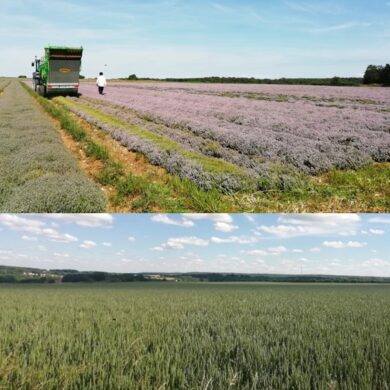 Les dynamiques des systèmes agricoles et alimentaires territorialisés dans les Parcs naturels régionaux franciliens : quels processus de transitions territoriales ?