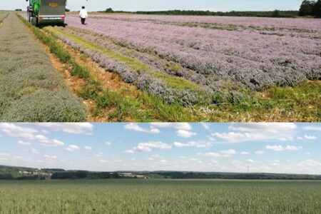 Les dynamiques des systèmes agricoles et alimentaires territorialisés dans les Parcs naturels régionaux franciliens : quels processus de transitions territoriales ?